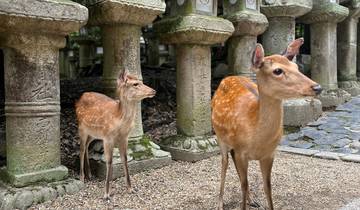 Japan – een avontuurlijke gezinsreis naar Tokio, Kyoto, Osaka & verder – 12 dagen-rondreis