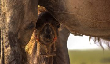 17 Day Mongolia Itinerary, incl. Ulaanbaatar and Gobi Desert