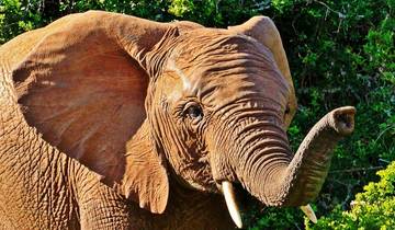 Addo Elephant Safari Tour