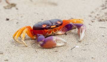 10 Days in Costa Rica, incl. Tortuguero and Arenal