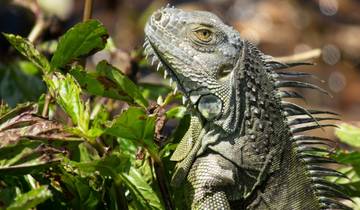 10 Days in Costa Rica, incl. Arenal and Tamarindo