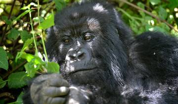 Uganda Gorilla Short Break: Original