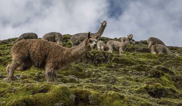 10 Days in Peru, incl. Cusco and Amazon
