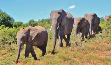 4 jours de safari du Cap à Addo - aller- retour circuit