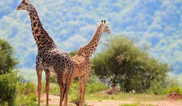 Simba Safari, Serena Lodges