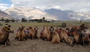 7 Days in Ladakh, incl. Leh and Pangong Lake