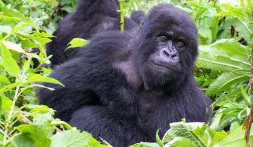 9-day Gorillas & Nile River Encounter (Accommodated) Tour