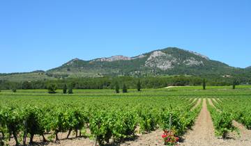 Vineyards of Vaucluse Cycling Tour