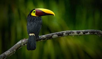 Tropical Costa Rica  (San Jose to Guanacaste) (2025)