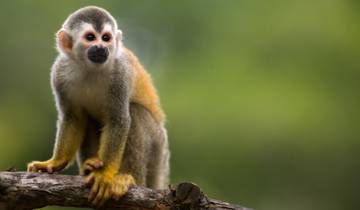 Tropical Costa Rica  (San Jose to Guanacaste) (2025)