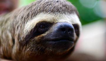 3 Days in Iquitos Rainforest, incl. Monkey Island and Amazon River