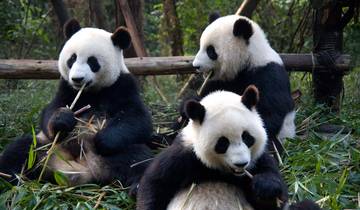 Séjour personnalisé en famille en Chine avec les pandas géants, départ quotidien circuit