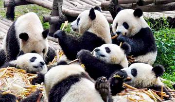 Customized China Family Hoilday with Giant Pandas, Daily Departure