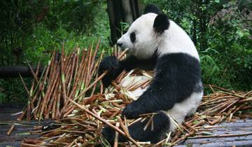 Tailor-Made Chengdu Holiday to See Pandas and Mt. Emei with Daily Departure