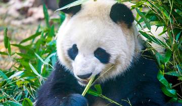 Tailor-Made Chengdu Holiday with Pandas and Mt. Emei, Daily Depart