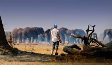 Botswana Baobabs