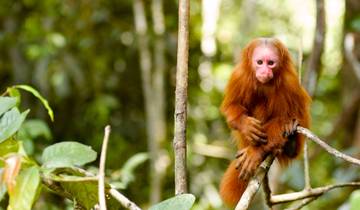 Iquitos Dschungel- Rundreise in der Maniti Eco-Lodge - 6 Tage