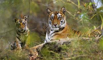 Safari animalier en Inde circuit