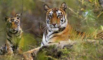 11- Day Enthralling  Rajasthan Tour : Tigers  Palaces  Folk Dances Slow-Cooked Food  Lake Cruises