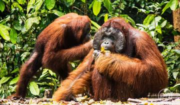 3D2N Orangutan in Tanjung Puting with Overnight on the Boat Tour