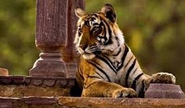 Bengal Tiger Safari Holidays - Natural World Safaris