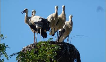 Circuit dans le delta du Danube