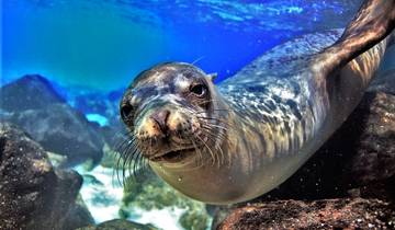 7 Day Galapagos Islands Itinerary, incl. Santa Cruz and San Cristóbal