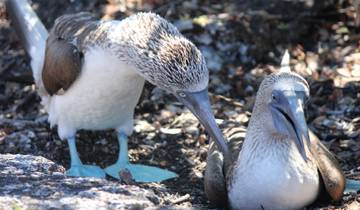 7 Day Galapagos Islands Itinerary, incl. Santa Cruz and San Cristóbal