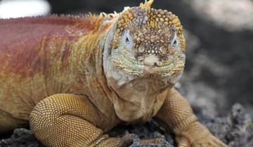 7 Day Galapagos Islands Itinerary, incl. Santa Cruz and San Cristóbal