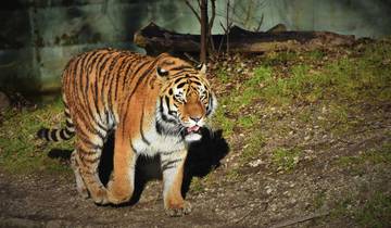 Le meilleur du Triangle d\'Or et Ranthambore : Circuit privé de 4 jours au départ de Delhi circuit