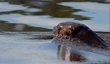 Reuzenotters in Tambopata-rondreis