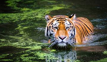 From Delhi: 7-Day Tiger Safari & Golden Triangle Tour Tour