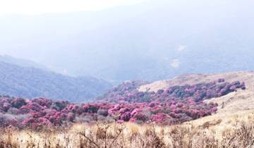 Ghorepani Poon Hill Trek