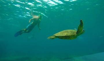 36 Days in East Coast Australia, incl. Sydney and Cairns