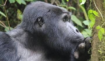 3 days Gorilla tracking Bwindi Impenetrable Forest National Park