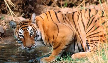 Golden Triangle Tour With Ranthambore