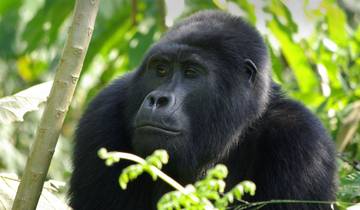 Gorilla Trek Independent Adventure