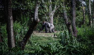 3 Day Rwanda & Uganda Itinerary, incl. Kigali and Bwindi