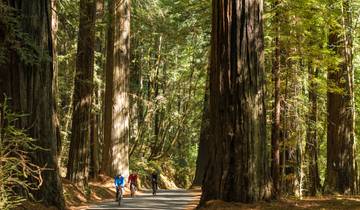 Redwoods & Coast Multisport Tour