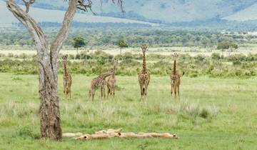 Safari de 4 jours au Masai Mara et au lac Nakuru en camping à prix réduit circuit