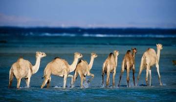 15 Days Ancient Egypt tour  (Nile Cruise, Marsa Alam, Cairo)