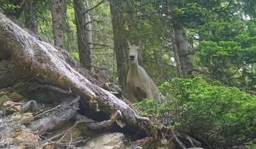 Olympic Rainforest to Glacier Trek