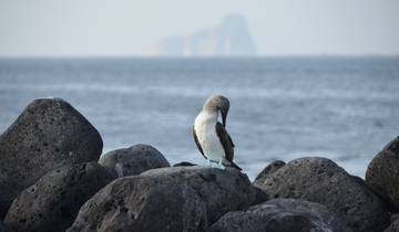 7 Day Galapagos Islands Itinerary, incl. Santa Cruz and San Cristóbal