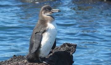 7 Day Galapagos Islands Itinerary, incl. Santa Cruz and San Cristóbal
