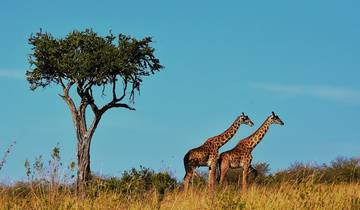 Serengeti & Kilimanjaro Tour