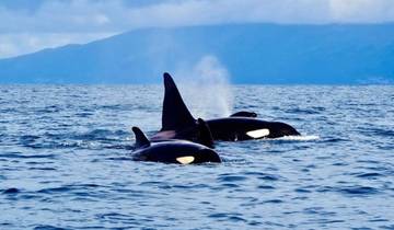 14 Day The Azores Itinerary, incl. Sao Miguel and Faial