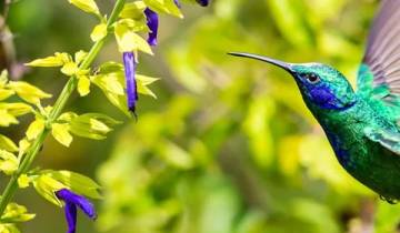 Circuit de la faune et de la flore au Costa Rica