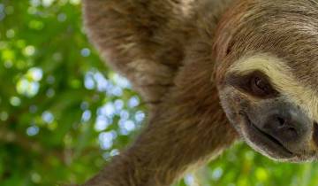Familie-avontuur in Costa Rica - regenwoud & wildlife