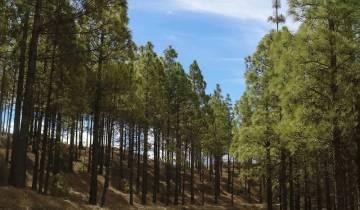 Canary Islands Walking - Gran Canaria