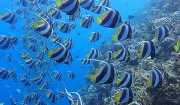 Maldive Dhoni Cruise